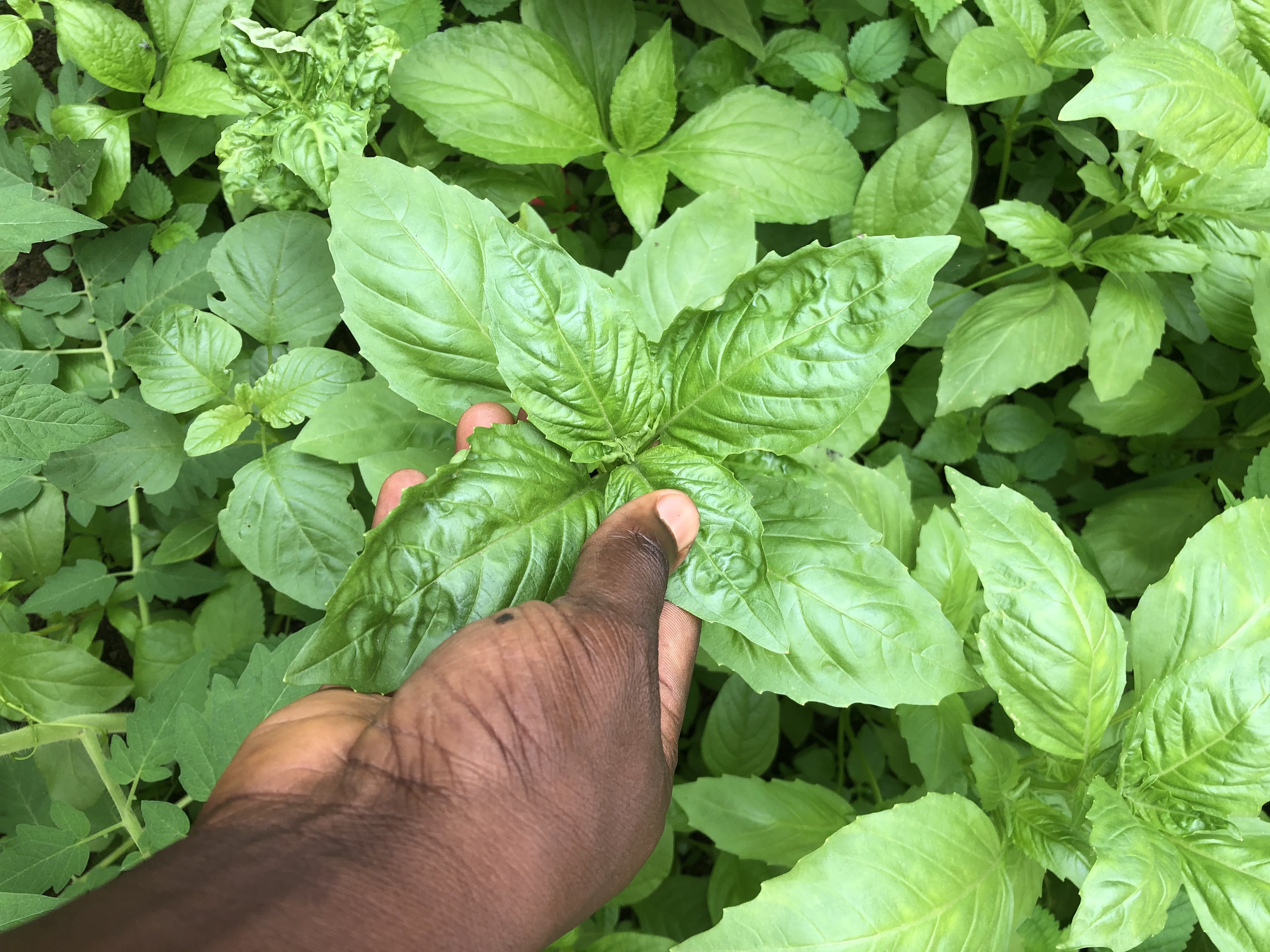 Garden Project Image